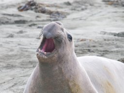 2008Elephant_Seals_7